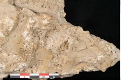 Foto (Detailansicht) von Acer pseudoplatanus L. (NHMW-GEO-2024-0188-11377)